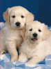 Photo №1. golden retriever - for sale in the city of Ar-Rayyan | negotiated | Announcement № 19545