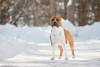 Additional photos: American Staffordshire Terrier with pedigree