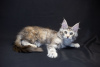 Photo №2 to announcement № 14273 for the sale of maine coon - buy in Ukraine from nursery