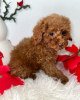 Photo №2 to announcement № 86362 for the sale of poodle (toy) - buy in Germany breeder