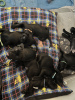 Photo №4. I will sell cane corso in the city of Флорида Сити. private announcement - price - 600$