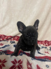 Photo №1. french bulldog - for sale in the city of Eksjo | Is free | Announcement № 123893