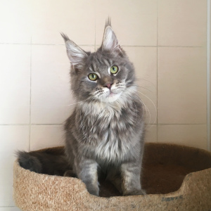 Photo №3. Maine Coon kitten is ready to move. Russian Federation
