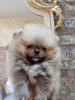 Additional photos: Pomeranian Boo, female teacup