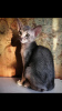Photo №2 to announcement № 8305 for the sale of abyssinian cat - buy in Russian Federation from nursery