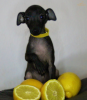 Photo №4. I will sell italian greyhound in the city of Dunajská Streda. breeder - price - negotiated