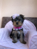 Additional photos: Yorkshire terrier puppies