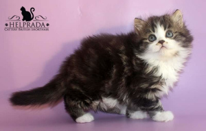 Photo №1. british longhair - for sale in the city of Krivoy Rog | 61$ | Announcement № 5656