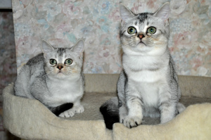 Photo №3. Scottish Straight kittens. Russian Federation