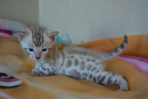 Additional photos: Bengal cat