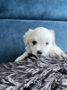 Photo №1. maltese dog - for sale in the city of Redding | 260$ | Announcement № 77818