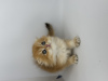 Additional photos: Scottish fold golden kitten