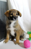 Photo №3. Strong, outgoing and friendly puppy Nastasya is looking for a home.. Russian Federation