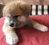 Additional photos: Akito Inu puppies