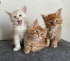 Photo №2 to announcement № 121355 for the sale of maine coon - buy in Georgia 