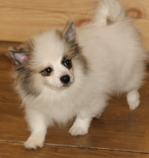 Photo №2 to announcement № 1412 for the sale of pomeranian - buy in Russian Federation from nursery, breeder
