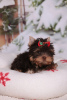 Photo №3. Yorkshire Terrier puppies. Austria