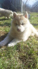 Additional photos: Siberian husky puppies rare isabella color