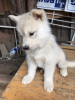 Photo №1. siberian husky - for sale in the city of Cologne | 370$ | Announcement № 81675