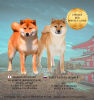 Photo №2 to announcement № 31228 for the sale of shiba inu - buy in Russian Federation breeder