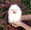 Photo №3. Teacup Pomeranian puppies for sale. French Guiana