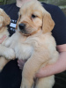 Photo №2 to announcement № 81146 for the sale of golden retriever - buy in Netherlands breeder