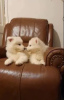 Photo №2 to announcement № 18210 for the sale of samoyed dog - buy in Ukraine 