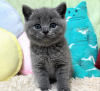 Photo №2 to announcement № 122119 for the sale of british shorthair - buy in United States 