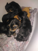 Additional photos: Miniature Yorkie puppies.