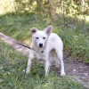 Additional photos: White dog Gerda is looking for a loving family.