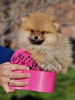 Additional photos: Pomeranian - beautiful puppies