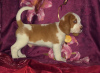 Photo №4. I will sell beagle in the city of Москва. from nursery - price - 706$