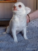 Photo №2 to announcement № 18091 for the sale of chihuahua - buy in Russian Federation private announcement