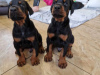 Photo №1. dobermann - for sale in the city of Ghent | 581$ | Announcement № 96338