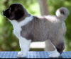 Photo №3. Caucasian Shepherd puppies. Bosnia and Herzegovina