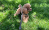 Photo №3. Hello. I have a puppy. (Poodle) She is white. She is Toy, Her weight is 2.5 kg.. Armenia