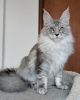 Photo №1. maine coon - for sale in the city of Helsinki | negotiated | Announcement № 125038