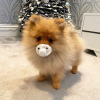 Photo №1. german spitz - for sale in the city of Задар | negotiated | Announcement № 96353