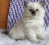 Photo №1. ragdoll - for sale in the city of New York | 250$ | Announcement № 104314