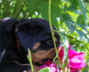 Additional photos: Rottweiler puppy - Victory Tanarotti