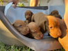 Additional photos: Hungarian vizsla puppies