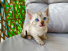 Photo №4. I will sell bengal cat in the city of North Las Vegas. breeder - price - 350$