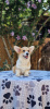 Additional photos: Welsh Corgi Pembroke puppies for sale