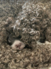 Additional photos: Lagotto Romagnolo puppies