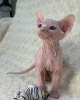 Photo №2 to announcement № 93331 for the sale of sphynx-katze - buy in United States private announcement