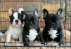 Photo №1. french bulldog - for sale in the city of Krakow | 350$ | Announcement № 114821