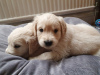 Additional photos: Lovely Vaccinated Golden Retriever Puppies available now for sale