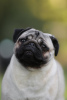 Photo №4. I will sell pug in the city of Belgrade.  - price - negotiated