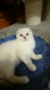 Photo №1. scottish fold - for sale in the city of Sochi | 257$ | Announcement № 7894