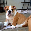 Additional photos: English bulldog, top breed